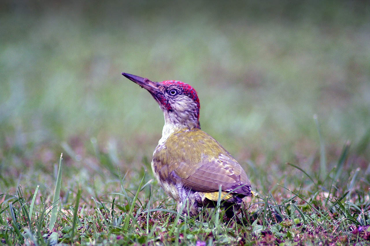 animals  bird  green woodpecker free photo