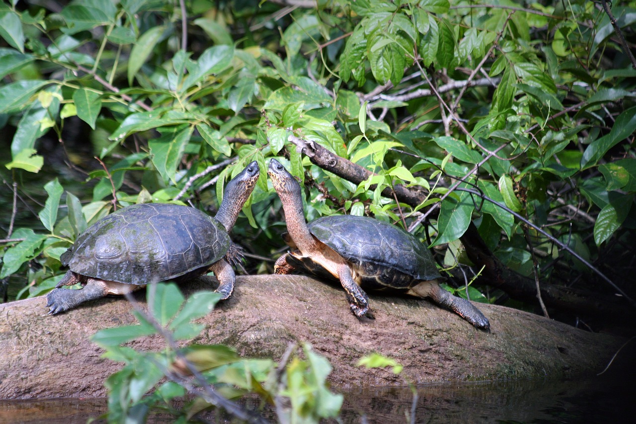 animals  costa rica  tortuguero free photo