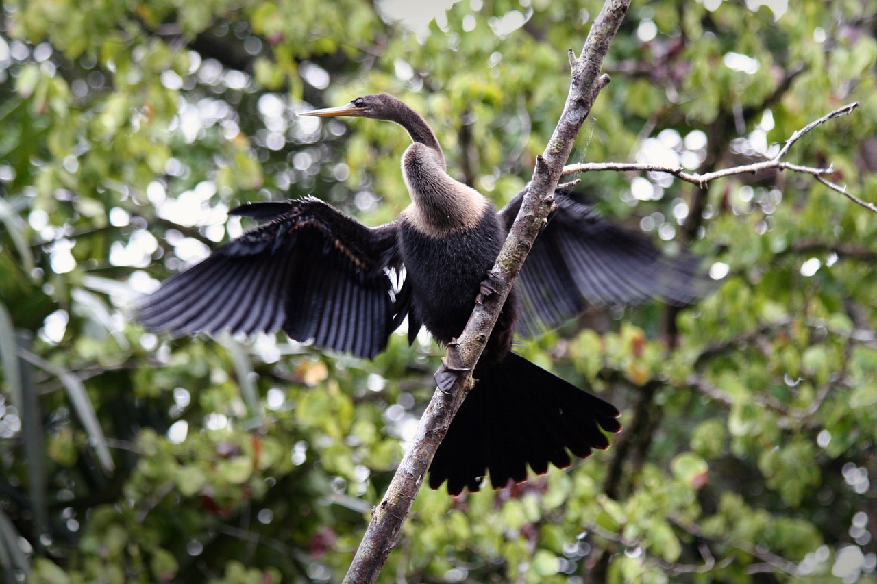 animals  bird  cormorant free photo