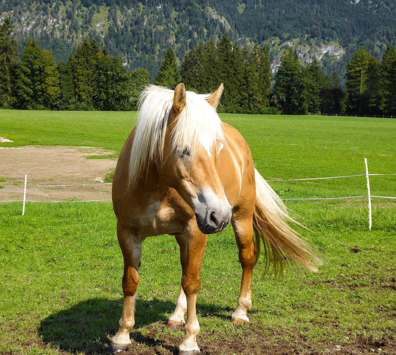 animals  horse  farm free photo