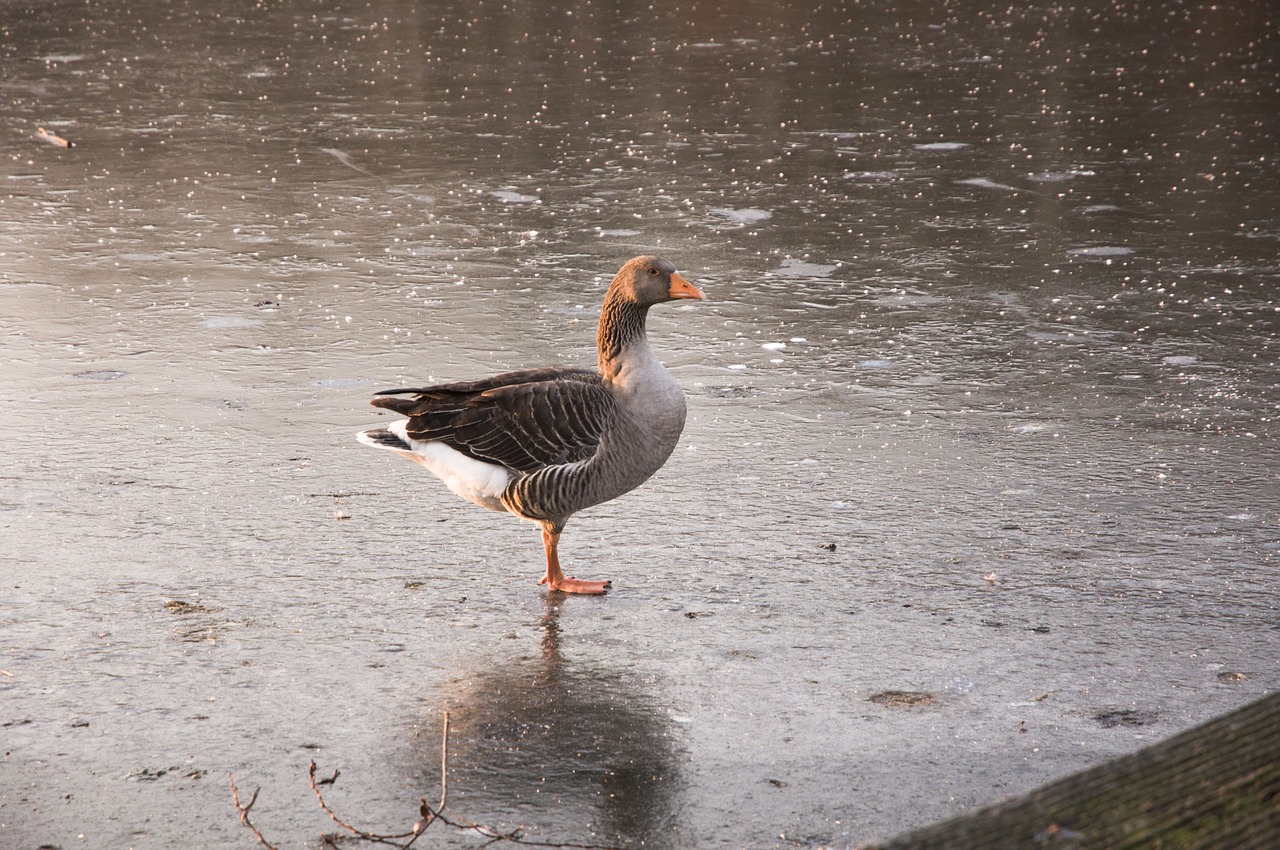 animals  white-fronted goose  nature free photo