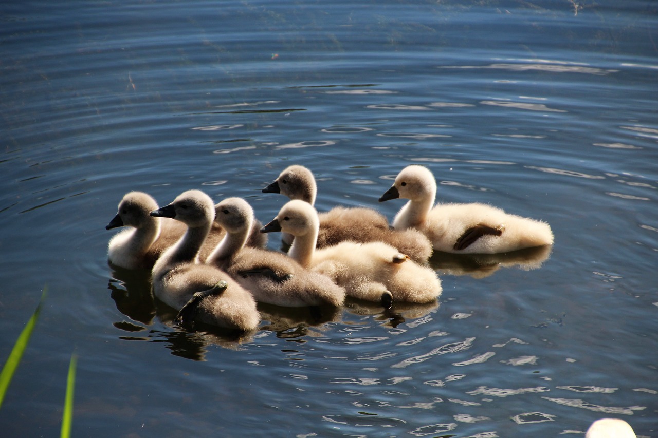 animals  swans  chicks free photo