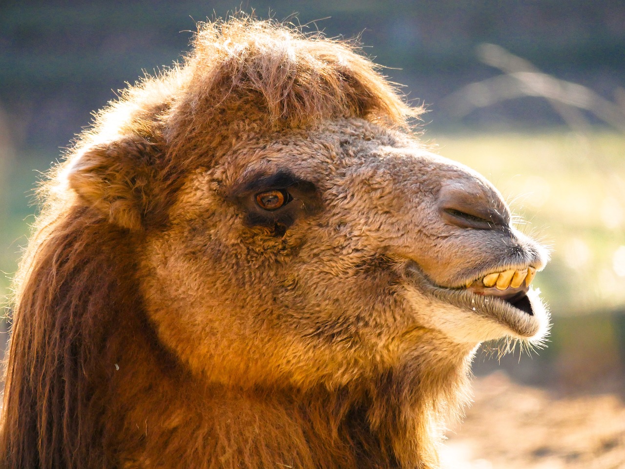 animals  camel  portrait free photo