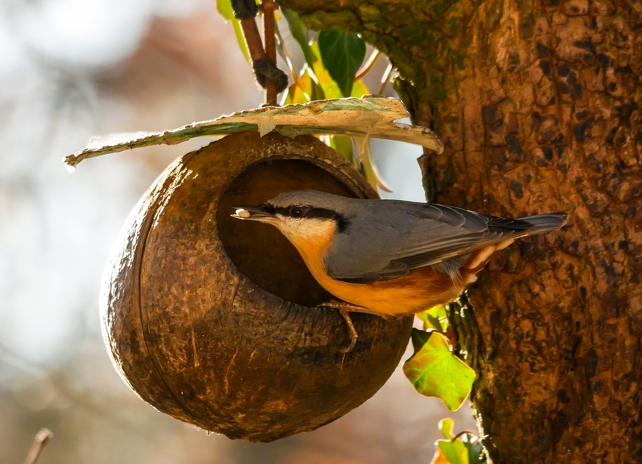 animals  bird  kleiber free photo