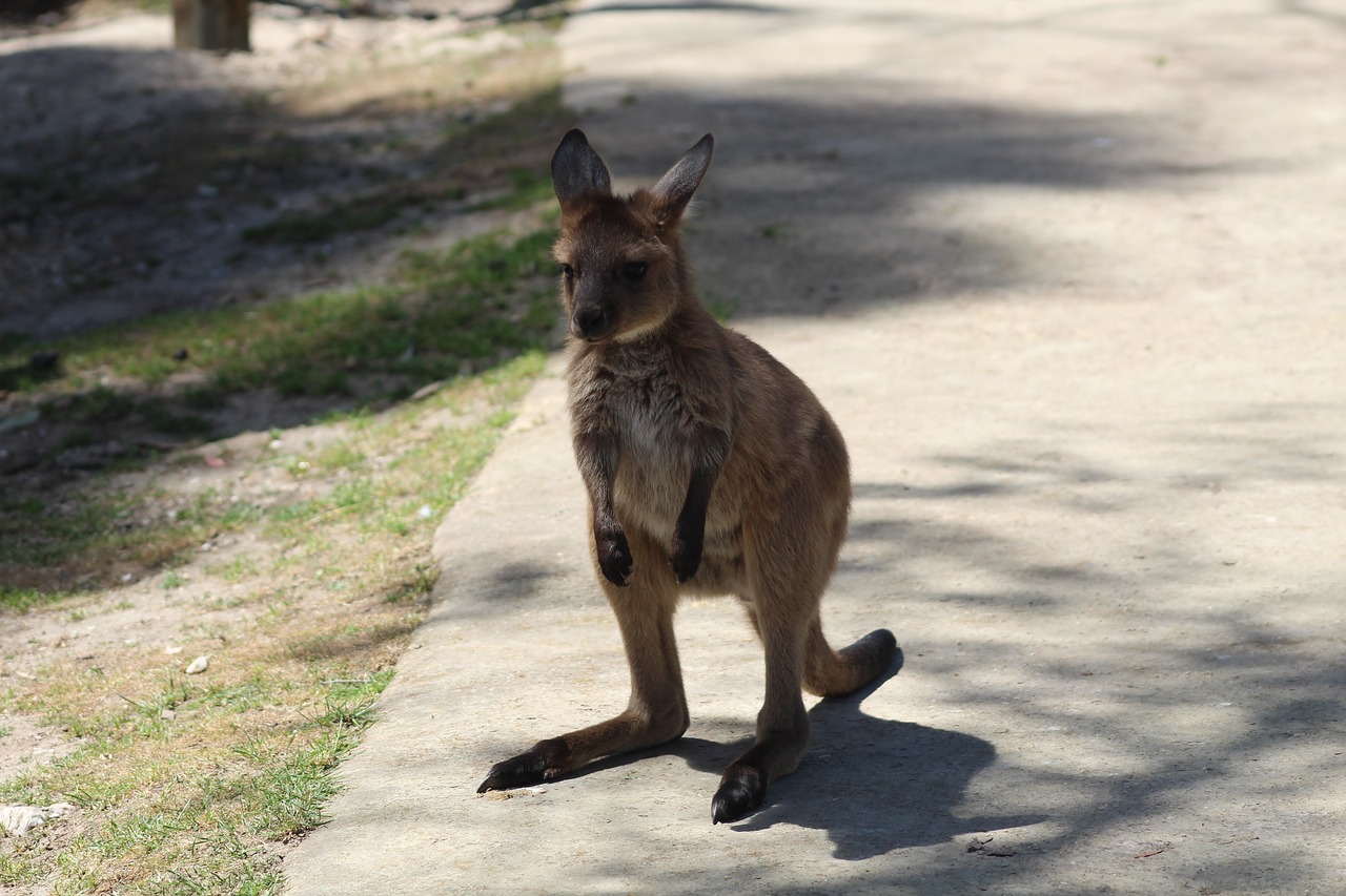 animals  australia  wildlife free photo