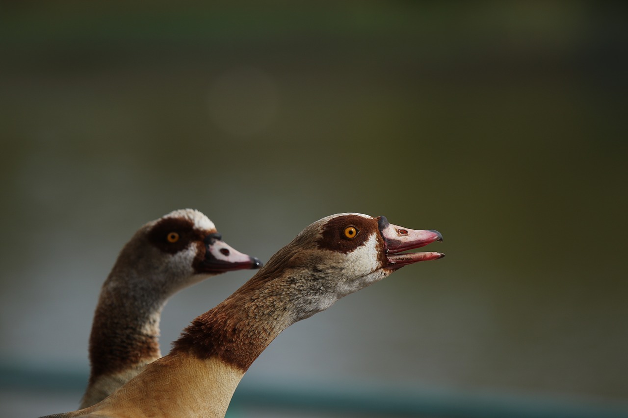 animals  gees  egyptian goose free photo