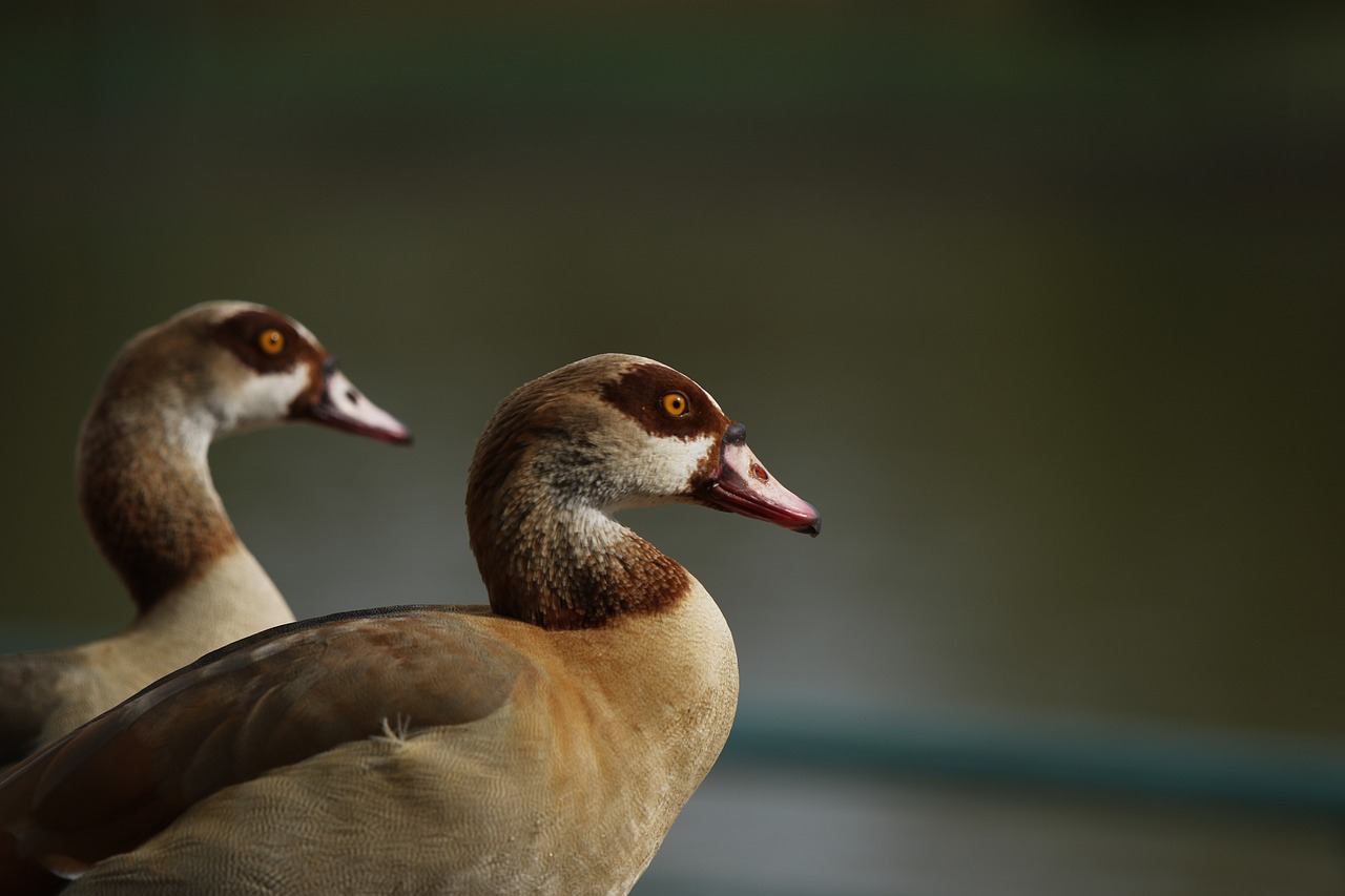 animals  geese  egyptian goose free photo