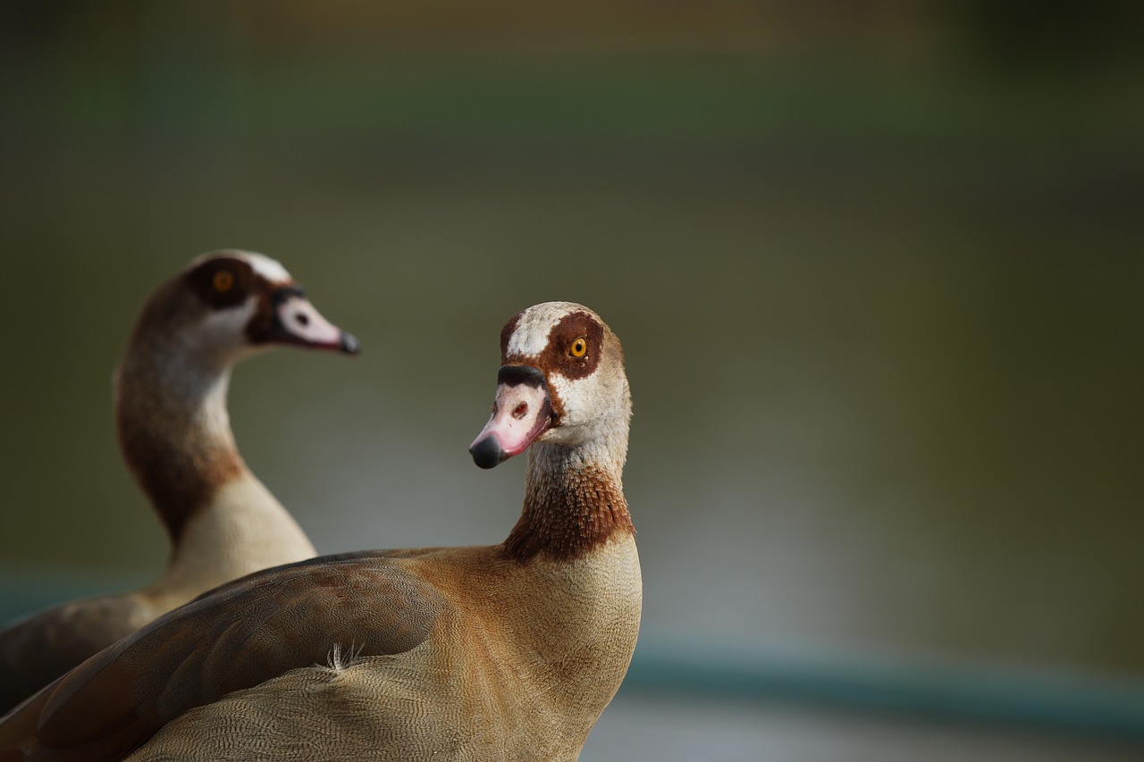 animals  birds  geese free photo