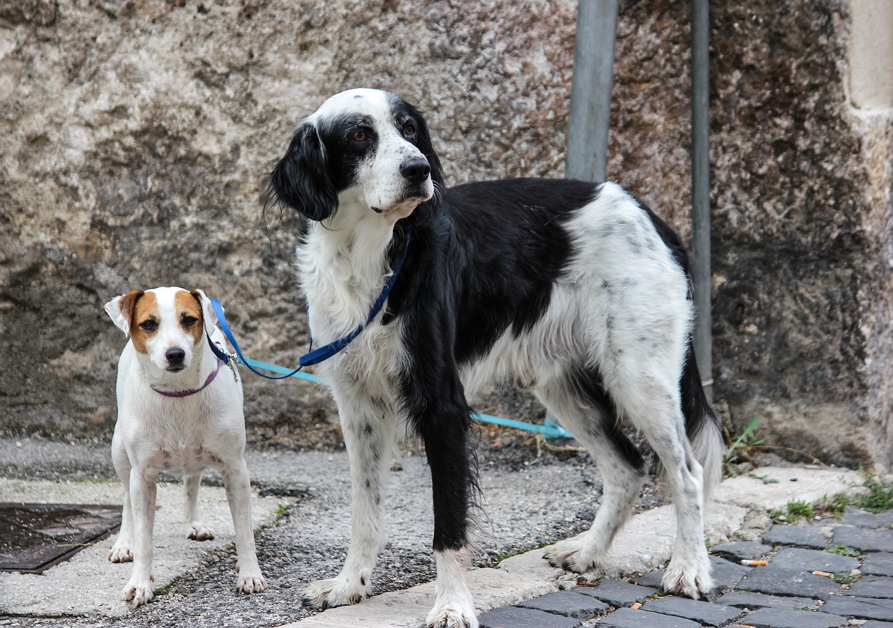 animals  dog  waiting free photo