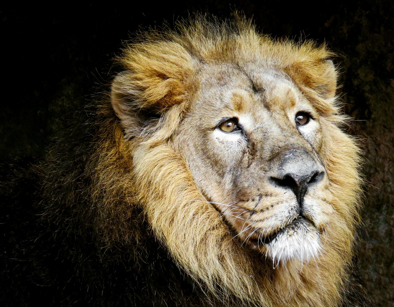 animals  lion  predator free photo