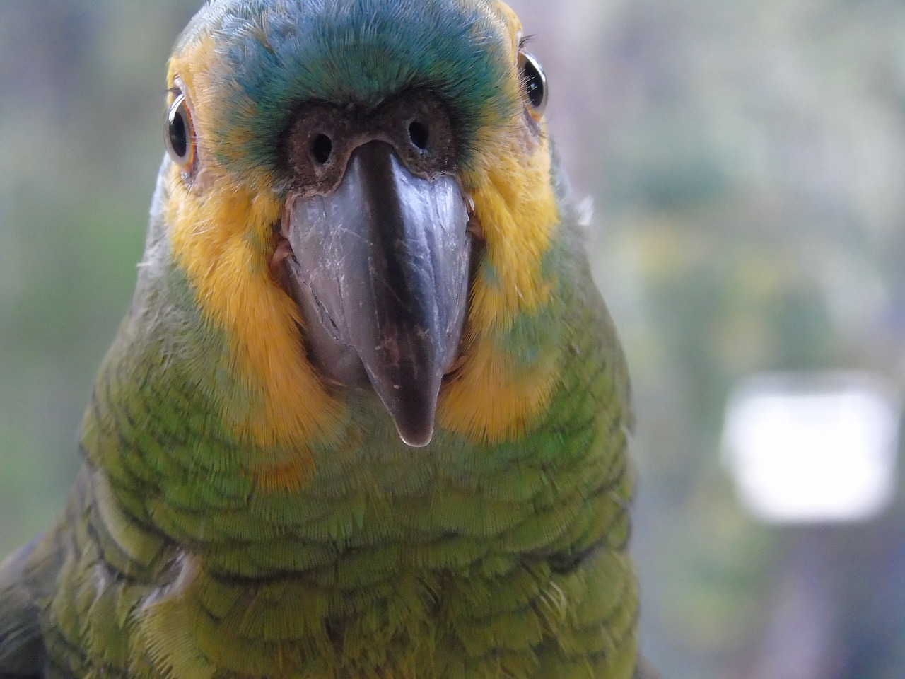 animals  parrot  birds free photo