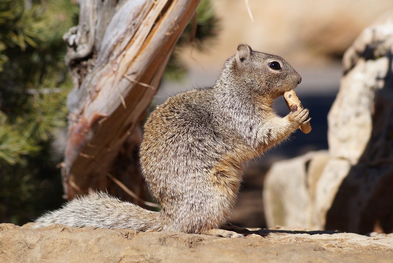 animals  croissant  rodent free photo