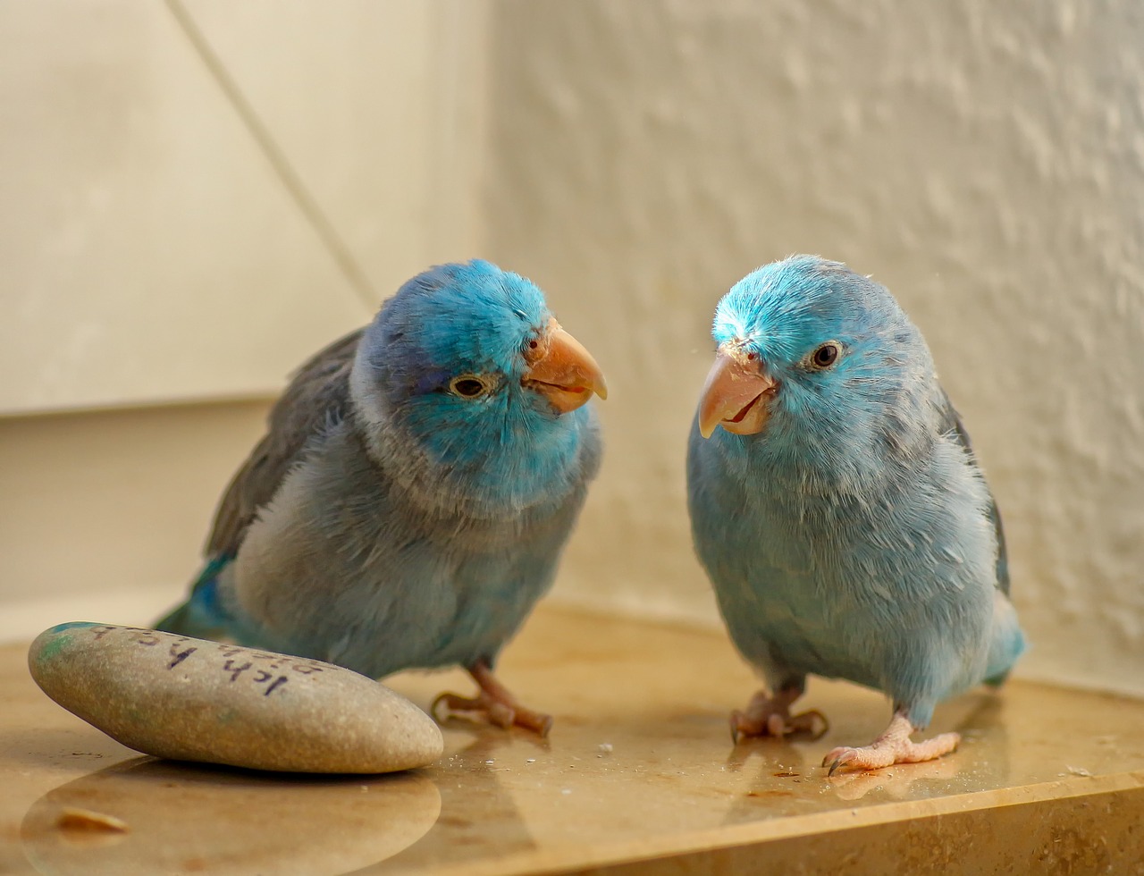 animals  passerine parrots  blue free photo