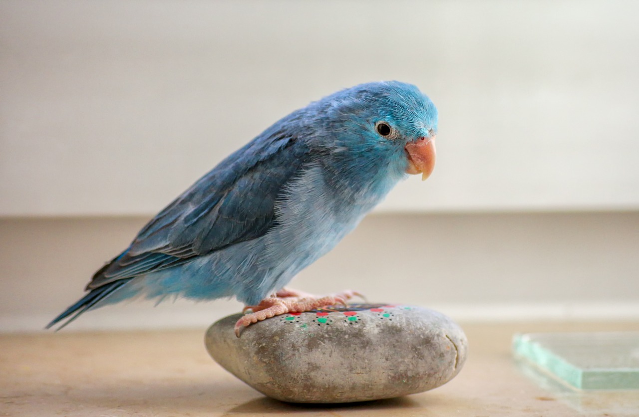 animals  parrotlet  blue free photo