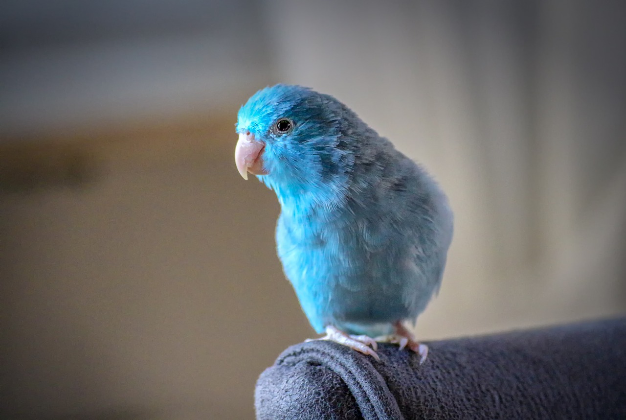 animals  parrotlet  blue free photo