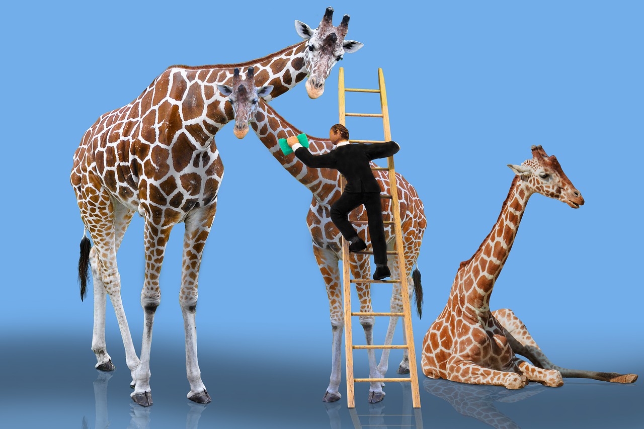animals  giraffe  care free photo