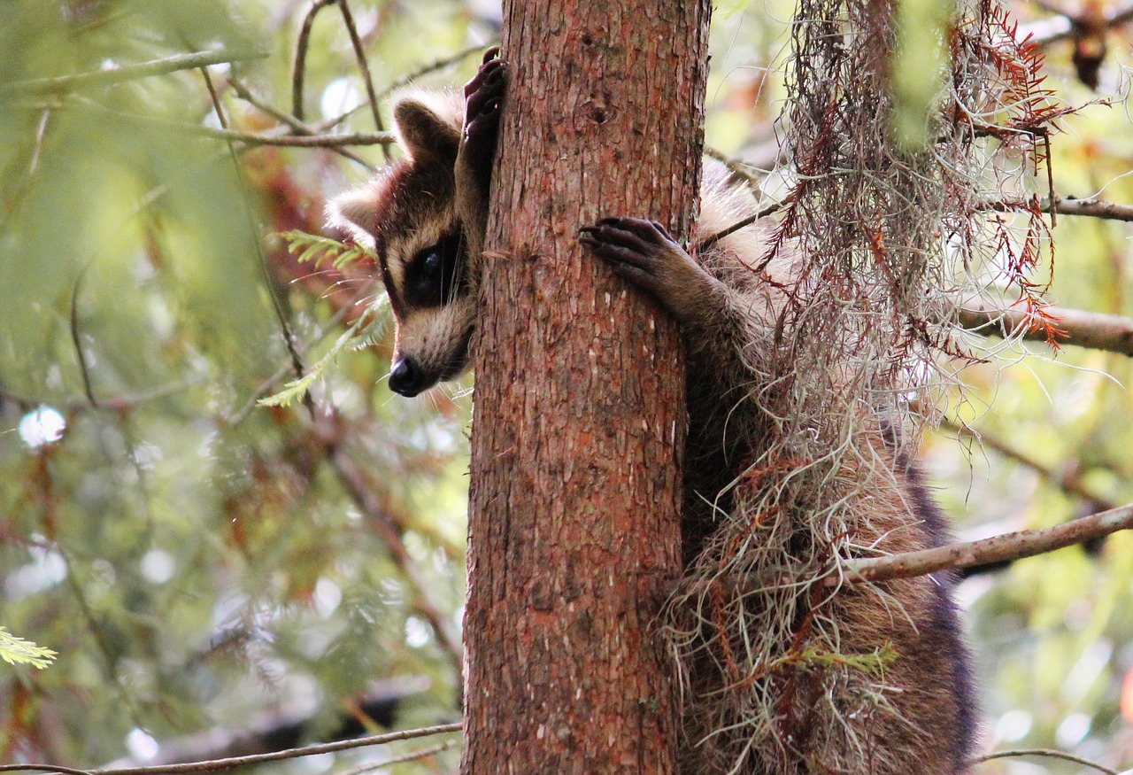 animals  raccoon  furry free photo