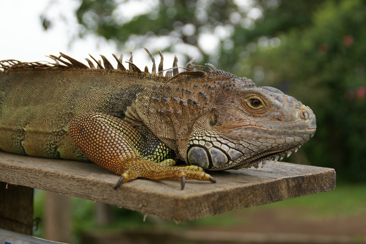 animals  lizard  iguana free photo