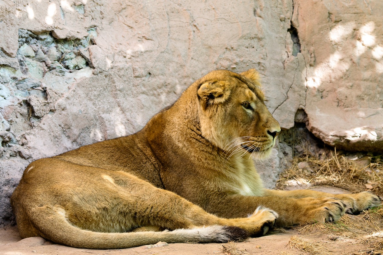 animals  predator  lion free photo