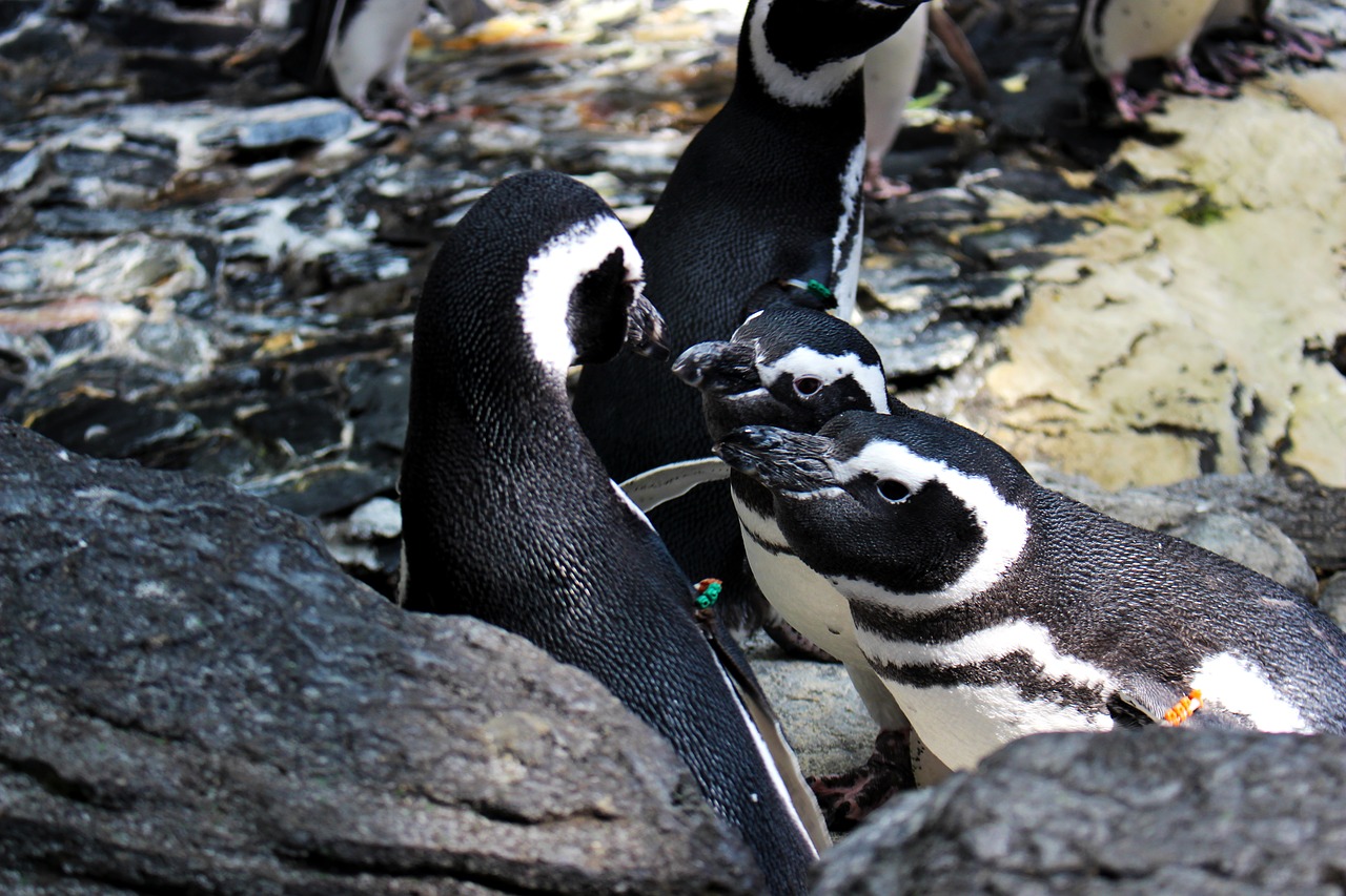 animals  penguin  bird free photo