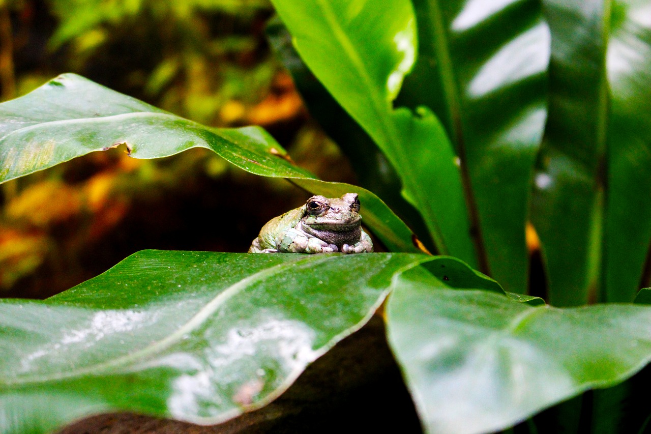 animals  frog  toad free photo