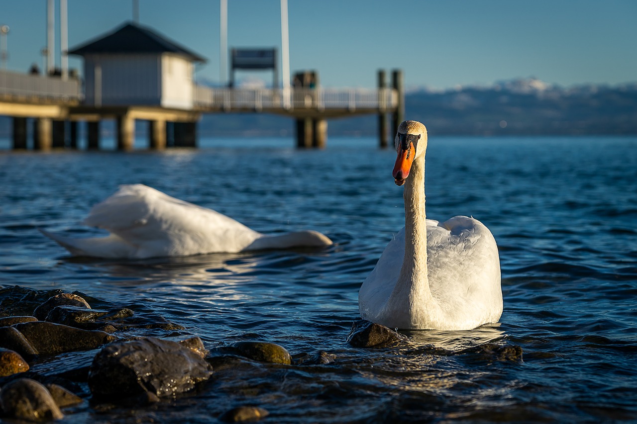 animals  bird  swan free photo