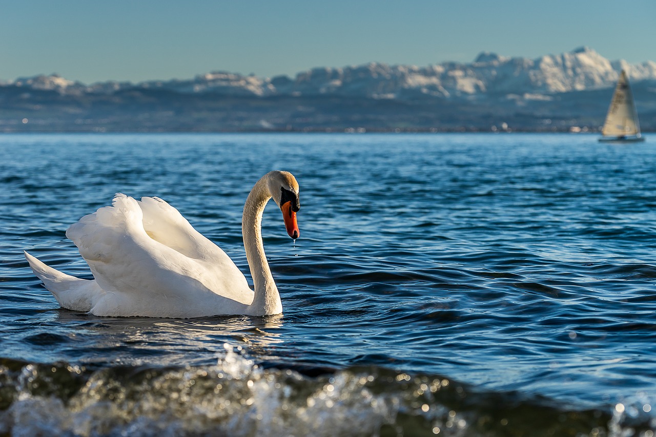 animals  bird  swan free photo