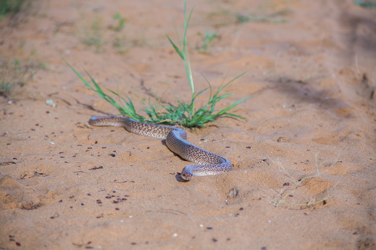 animals  madagascar  nature free photo