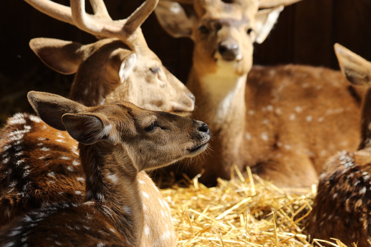 animals  deer  spotted deer free photo