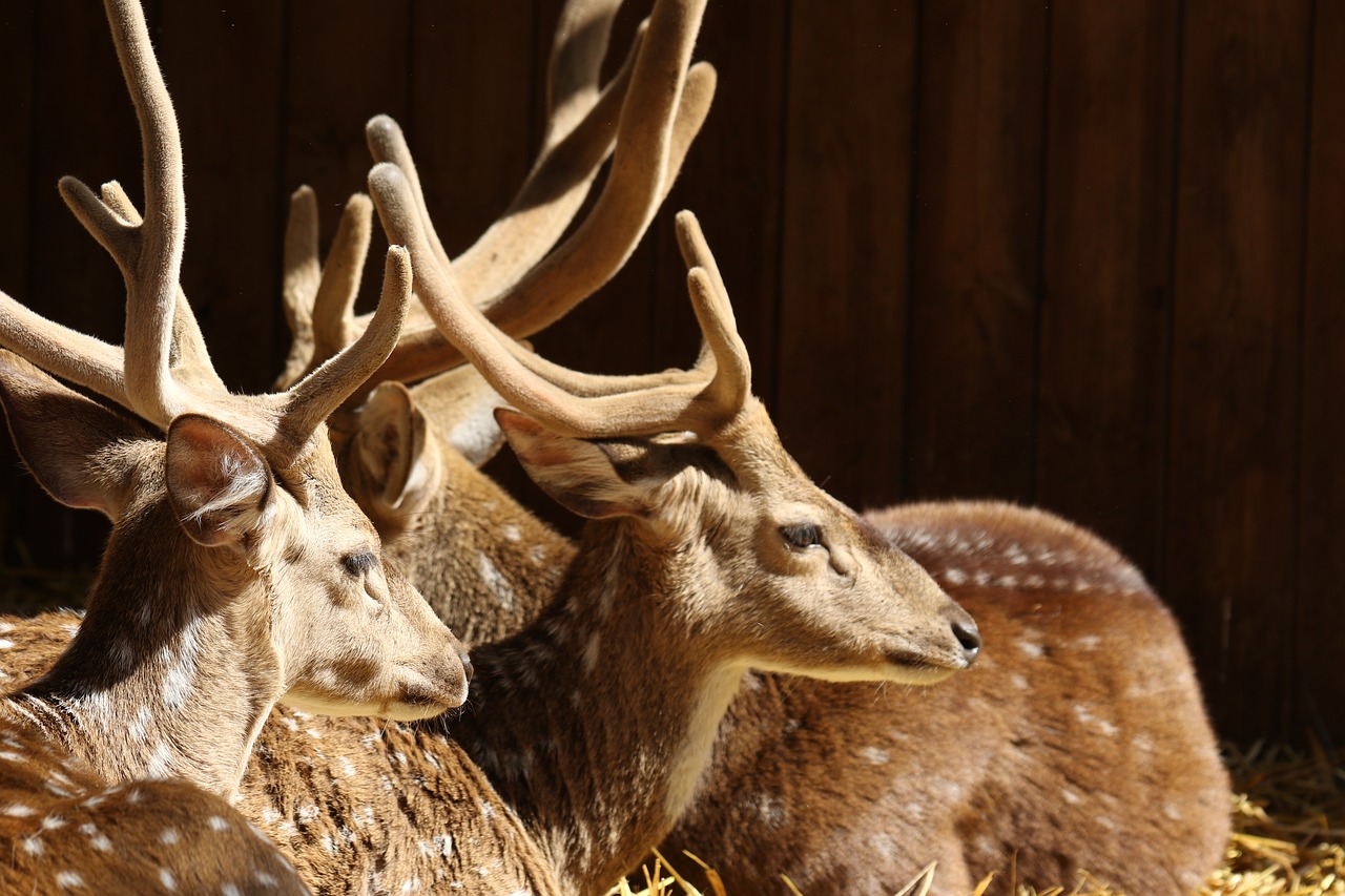 animals  deer  antlers free photo