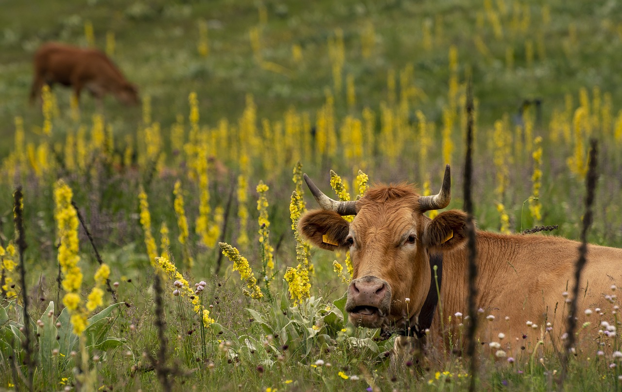 animals  cow  livestock free photo