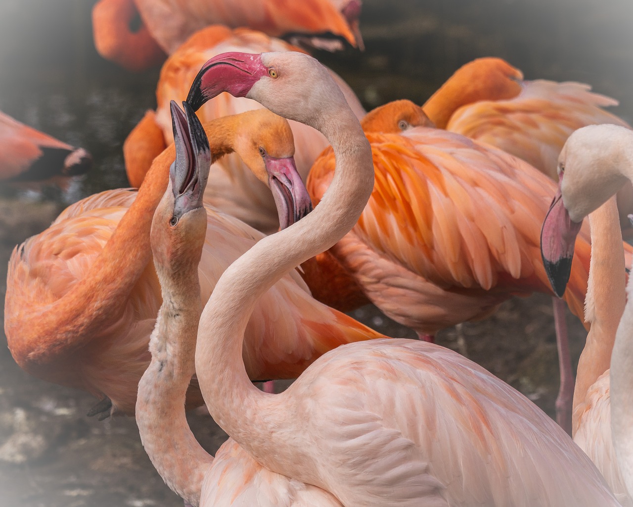 animals  waterfowl  flamingos free photo