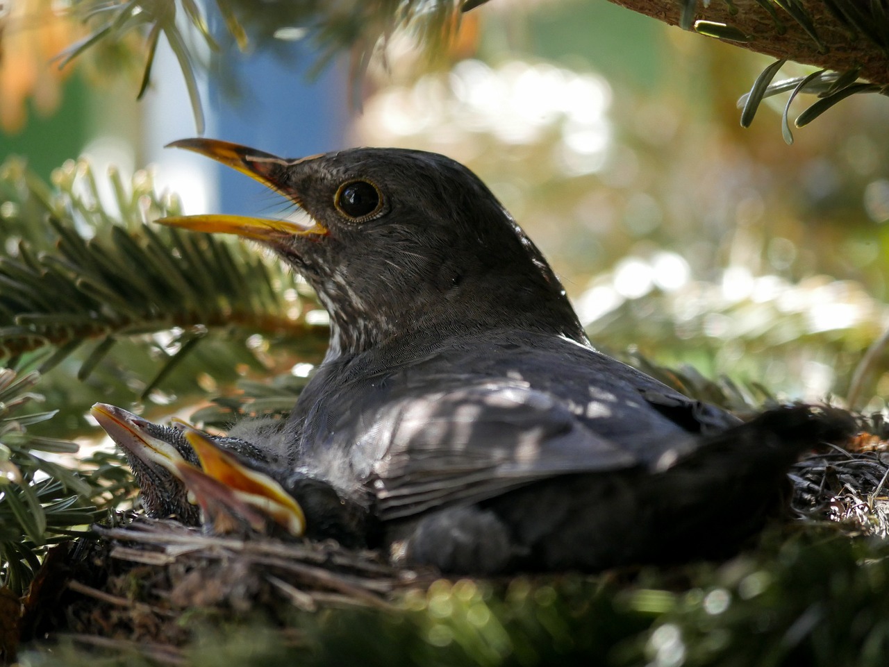 animals  bird  nature free photo