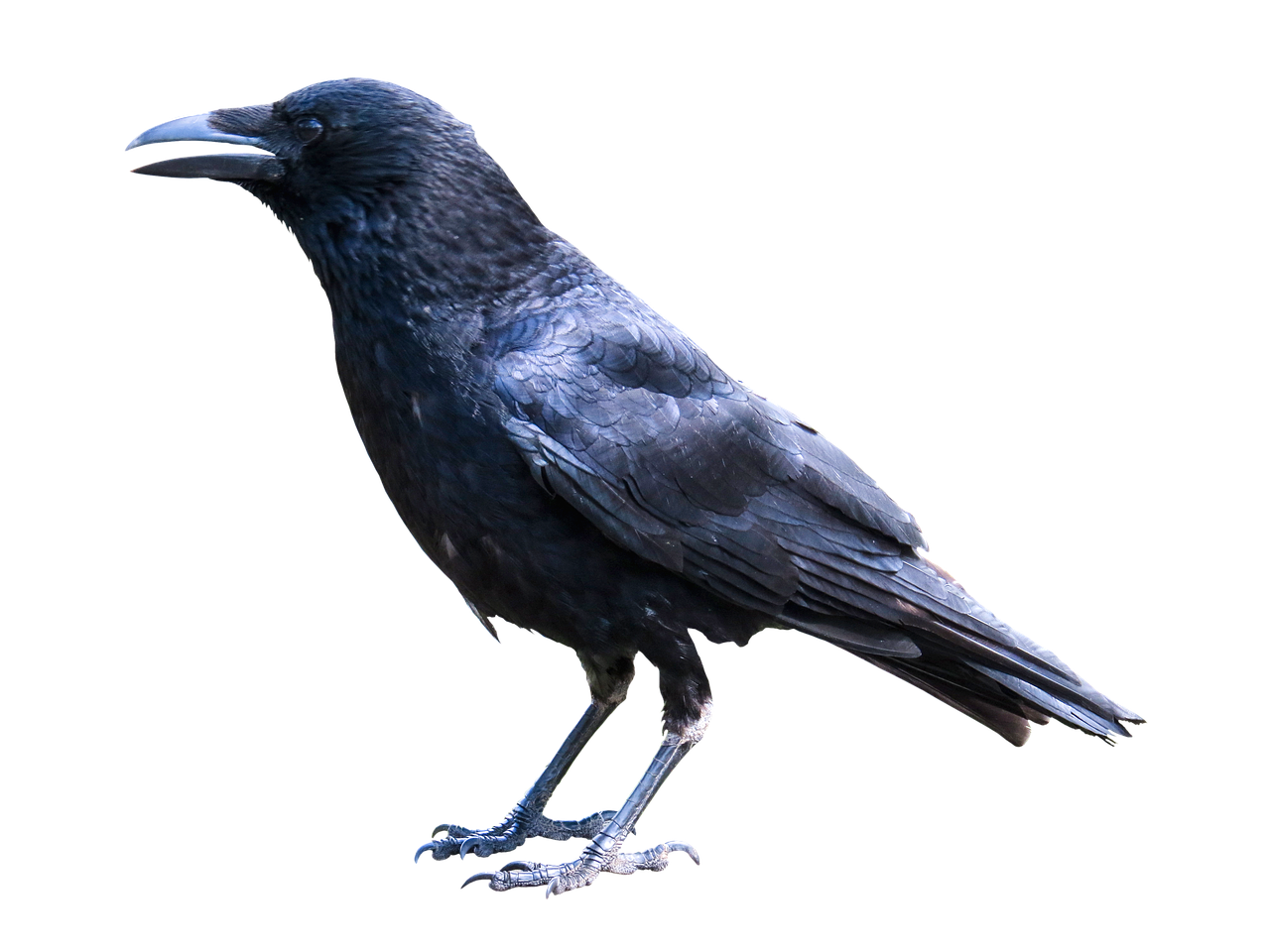 animals  bird  raven free photo