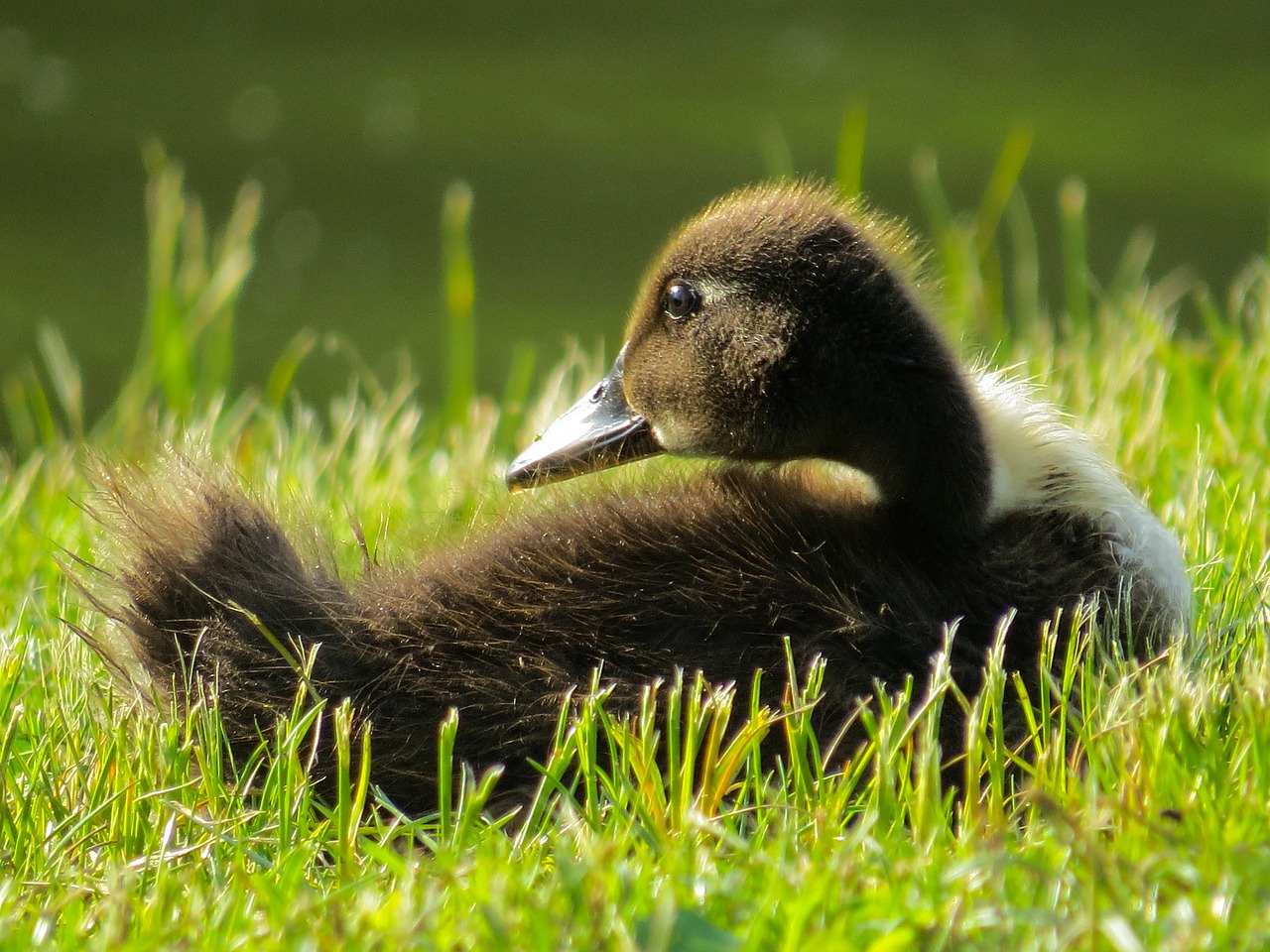 animals  bird  goose free photo