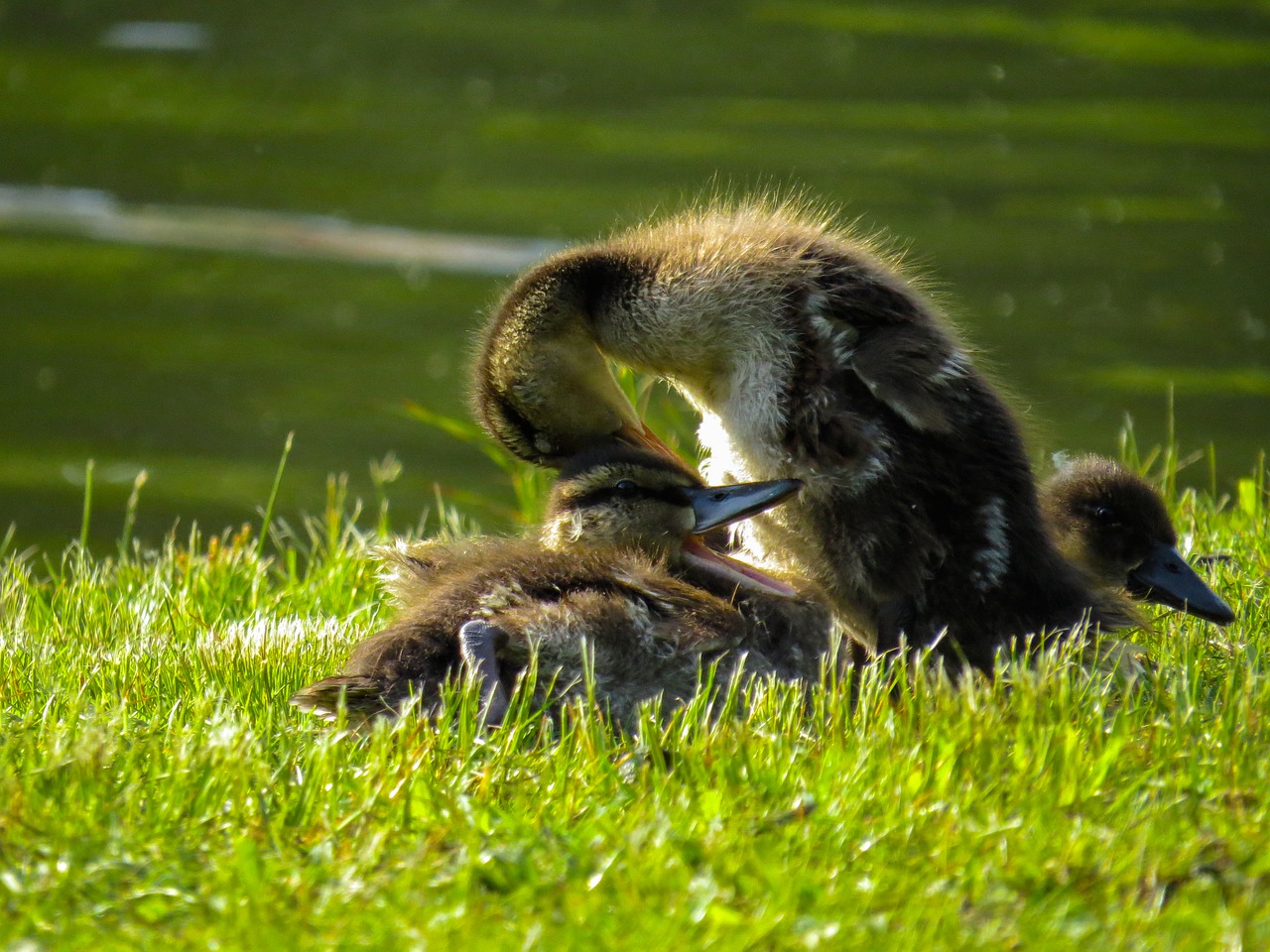 animals  ducks  chicks free photo