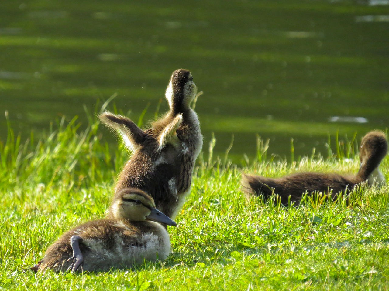 animals  ducks  chicks free photo