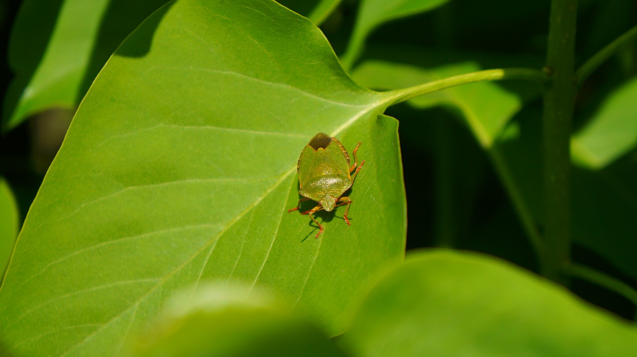 animals  nature  green free photo