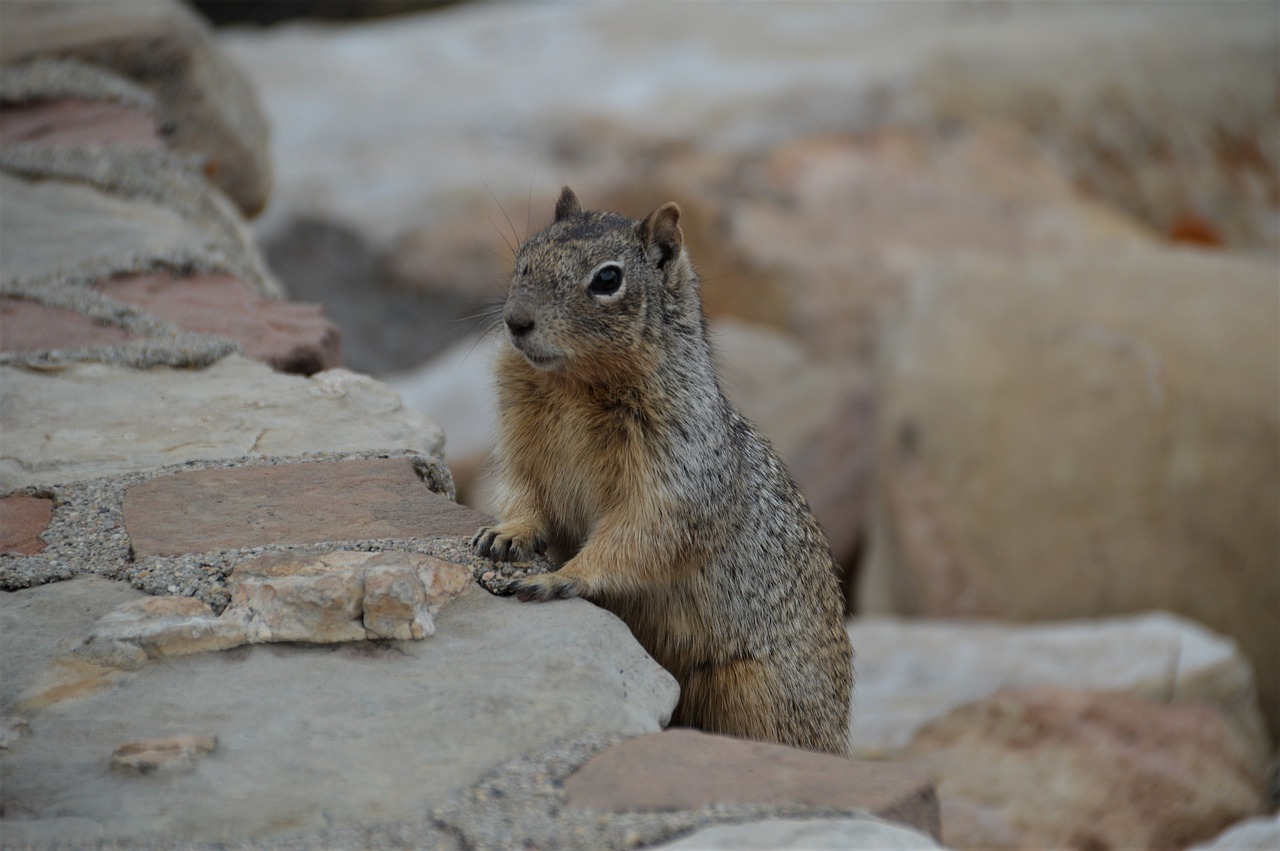 animals  squirrel  nature free photo