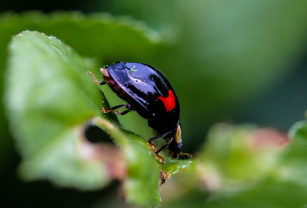 animals  beetle  chafer free photo
