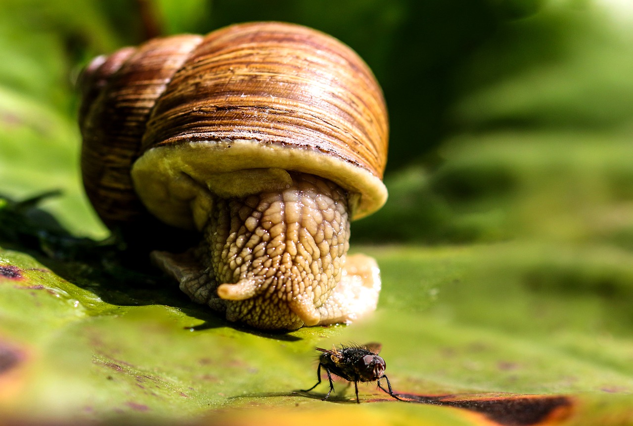 animals  snail  mollusk free photo