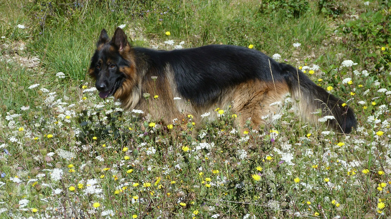 animals dogs german shepherd free photo