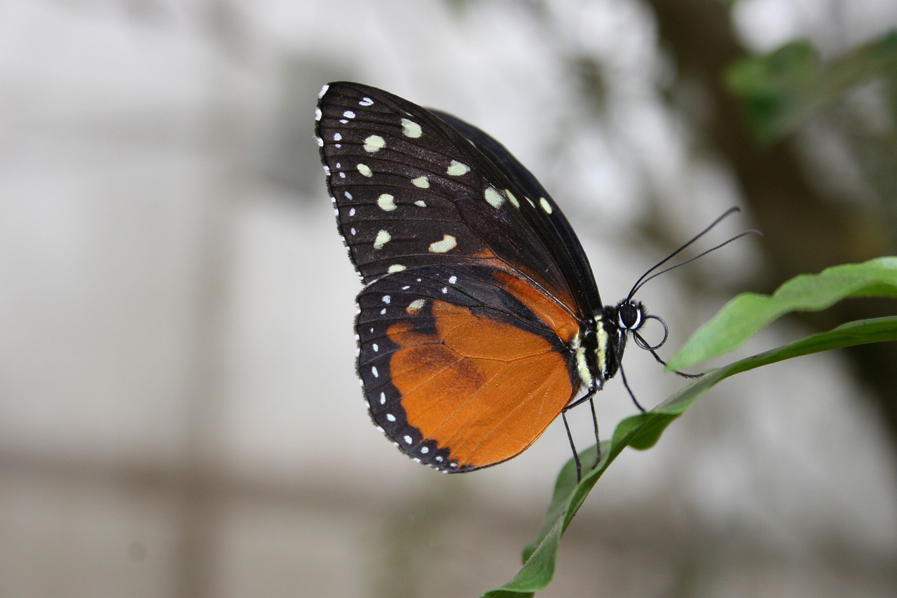 animals  butterflies  twigs free photo