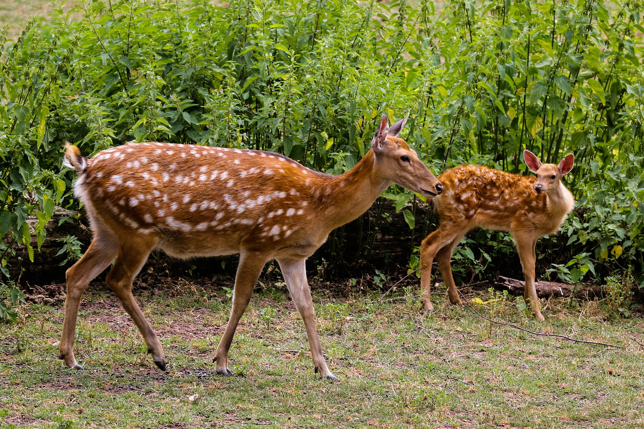 animals  hirsch  wild free photo