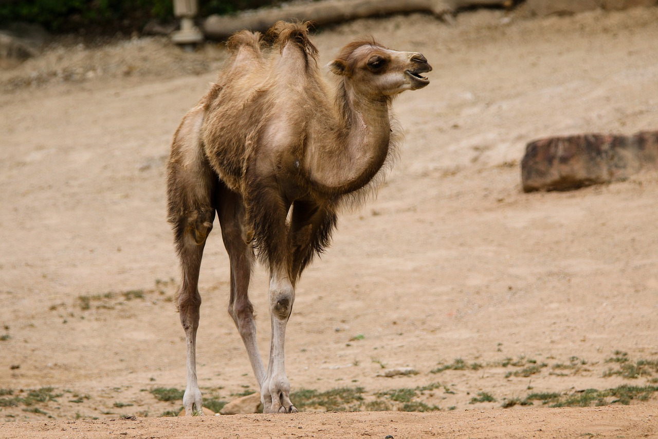 animals  camel  young camel free photo