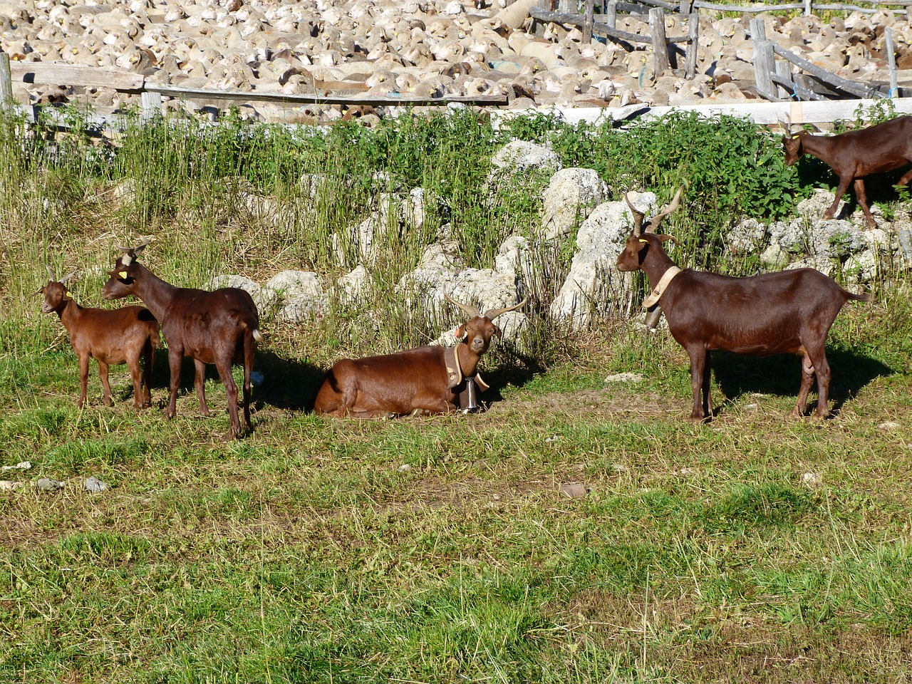 animals goats sheep free photo