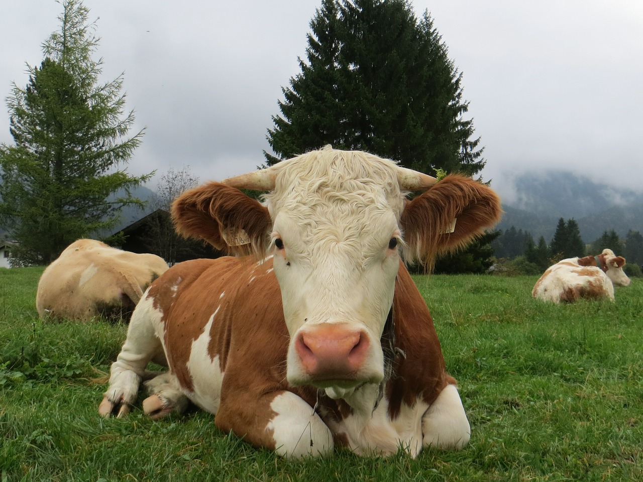 animals cow pasture free photo