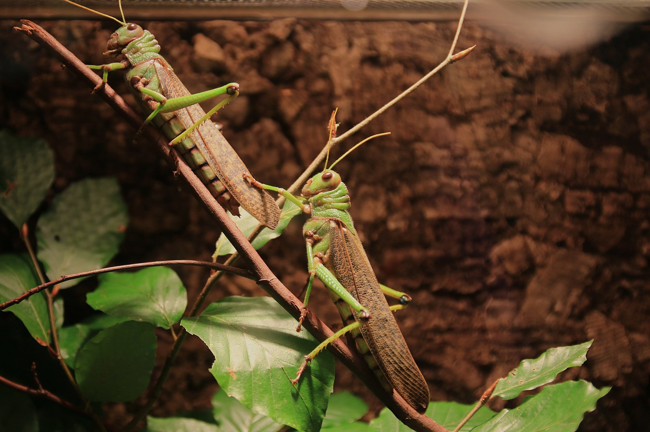 animals grasshoppers insect free photo