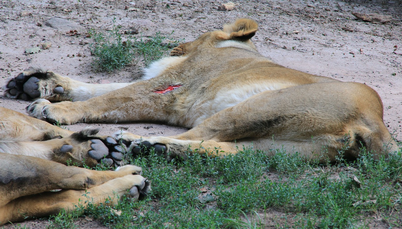 animals lion predator free photo