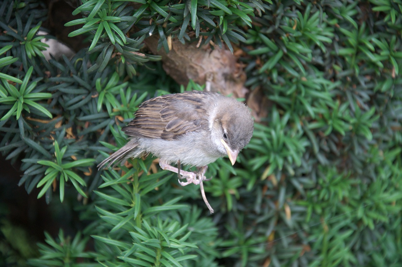 animals bird sparrow free photo